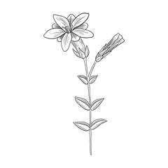 vector drawing plant of Gentiana loureiroi, herb of traditional chinese medicine, hand drawn illustration
