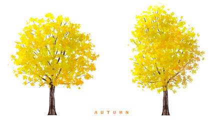 Vector watercolor blooming flower,Ginkgo tree or forest side view isolated on white background for landscape and architecture drawing,elements for environment
 and garden,botanical in autumn 