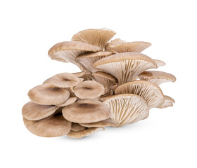 Oyster mushroom isolated on transparent background (.PNG)