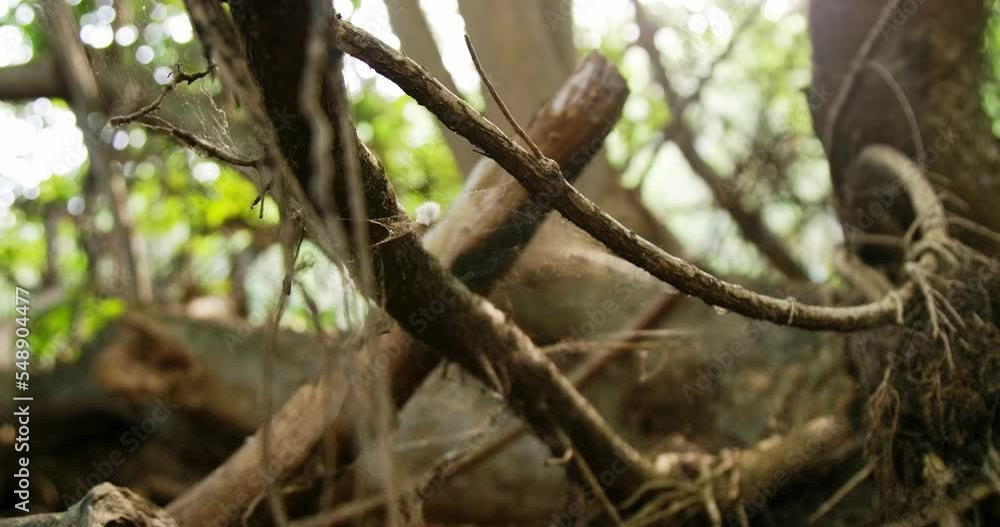 Poster wide of empty woods with spiderweb moving with the wind