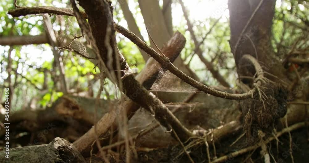 Poster wide of empty woods with spiderweb moving with the wind