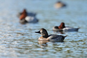 eurasian wigeon in a pond