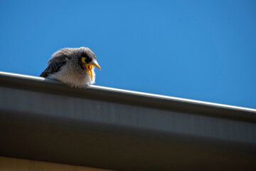 Australian Noisy Miner (Manorina melanocephala)