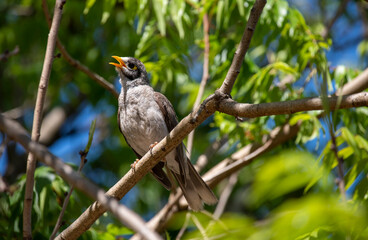 Australian Noisy Miner (Manorina melanocephala)