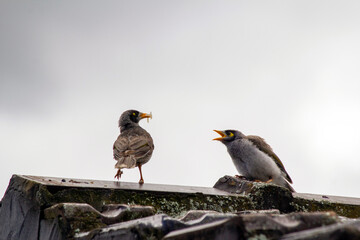 Australian Noisy Miner (Manorina melanocephala)