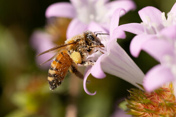 A bee covered in pollen grains while it visits a light purple / pink flower in Sarasota County,...
