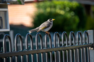 Australian Noisy Miner (Manorina melanocephala)
