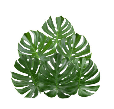 Tropical jungle Monstera leaves isolated on transparent png
