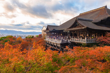 Japan - November 25, 2022 : Colorful maple trees garden blooming vividly in autumn with Wooden...
