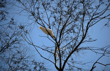 Little Corella (Cacatua sanguinea)