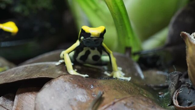 Dyeing poison dart frog "Regina" on leaf litter looking for food