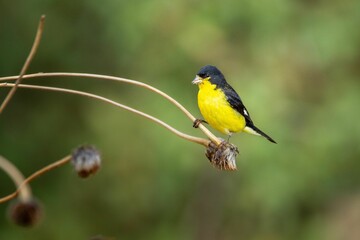 Closeup of a cute Lesser Goldfinch perching on a thin wooden stick on a blurred background