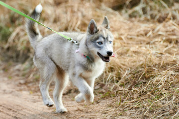 Running Siberian Husky dog puppy on leash on autumn dry land, funny blue eyed Husky dog outdoor...
