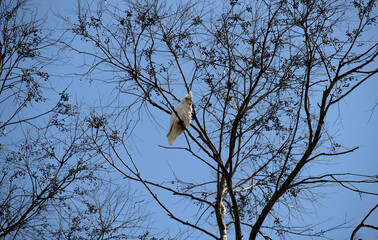 Little Corella (Cacatua sanguinea)