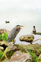 swan and other bird in a lake of lakeland Florida	