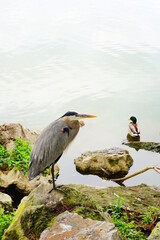 bird in Lake Morton at city center of lakeland Florida