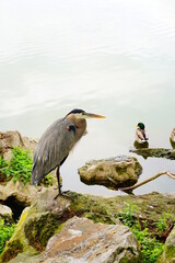 Landscape of lake Morton in city center of lakeland Florida