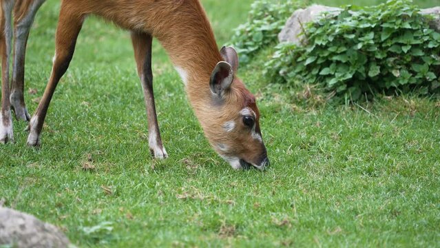 Cute Gazelle Eating Grass Detail