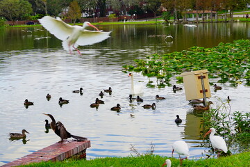 Landscape of lake Morton in city center of lakeland Florida