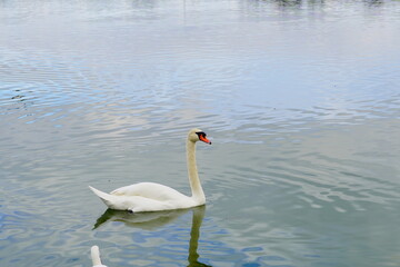 White Swan in Lake Morton at city center of lakeland Florida	