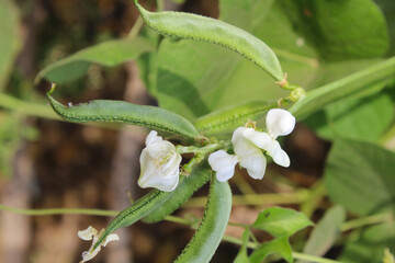 A lima bean, also commonly known as the butter bean, sieva bean, double bean, Madagascar bean, or...