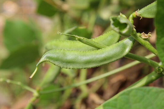 A lima bean, also commonly known as the butter bean, sieva bean, double bean, Madagascar bean, or wax bean is a legume grown for its edible seeds or beans.