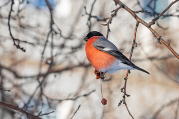 Bullfinch on a branch of a wild apple tree