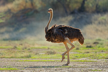 Female ostrich (Struthio camelus) in natural habitat, Kalahari desert, South Africa.
