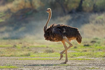 Foto auf Acrylglas Female ostrich (Struthio camelus) in natural habitat, Kalahari desert, South Africa. © EcoView