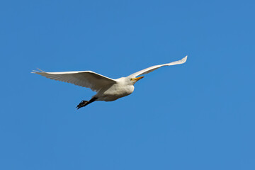 A great egret (Ardea alba) in flight with open wings against a blue sky, South Africa.