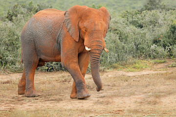 Fototapeta premium A large African bull elephant (Loxodonta africana) covered in red mud, Addo Elephant National Park, South Africa.