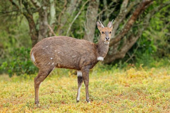 A bushbuck antelope (Tragelaphus scriptus) in natural habitat, Addo Elephant National Park, South Africa.