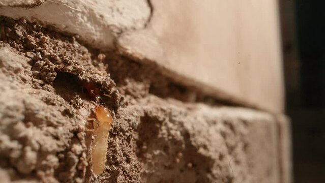Extreme Close up of A termite colony in the walls of a garage in a home shot on a Super Macro lens almost National Geographic style.