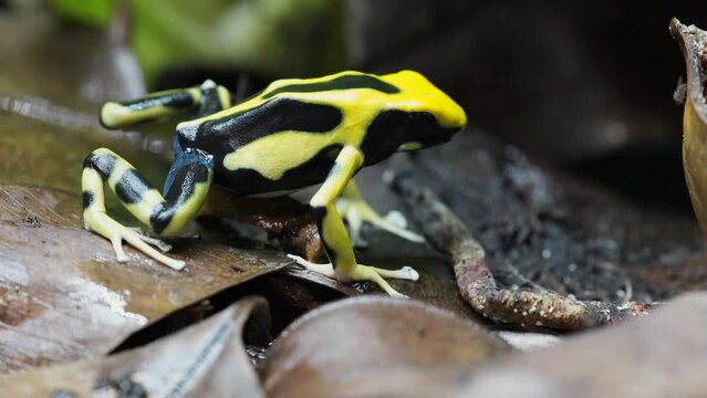 Dyeing poison dart frog "Regina" on leaf litter looking for food
