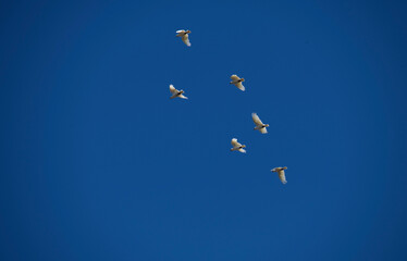 Little Corella (Cacatua sanguinea)