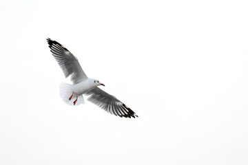 Seagull spread wings flying isolated on white background Emphasis on bird-specific lighting conditions and blank space on the right.
