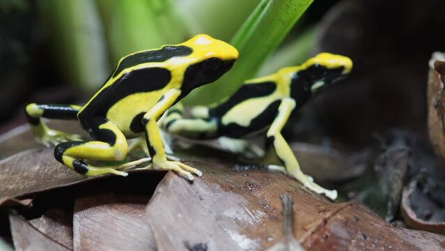 Dyeing poison dart frog "Regina" on leaf litter looking for food