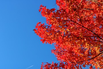 青空と紅葉　秋の風景　