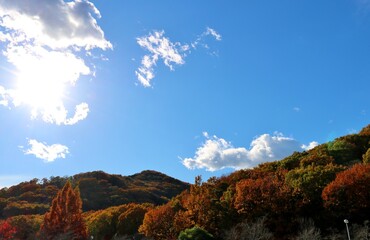 紅葉　秋のみかもやま　風景