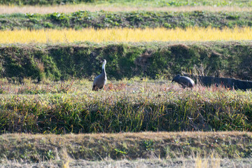 Obraz na płótnie Canvas Pair of hooded cranes in rice field