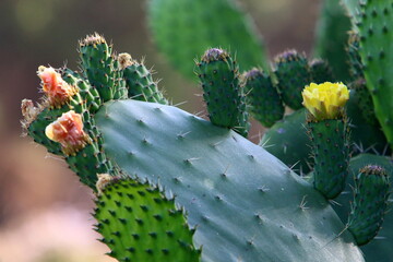 A large and prickly cactus grows in a city park.