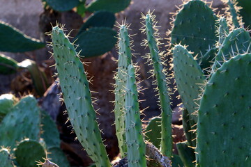 A large and prickly cactus grows in a city park.