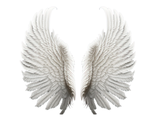 White angel wing