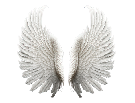 White angel wing