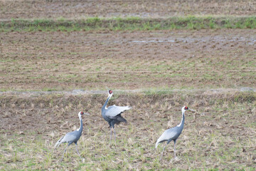 Obraz na płótnie Canvas White-naped crane displaying in rice field