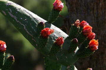 A large and prickly cactus grows in a city park.