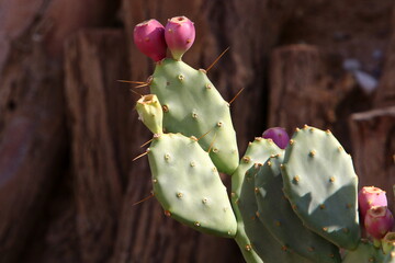 A large and prickly cactus grows in a city park.