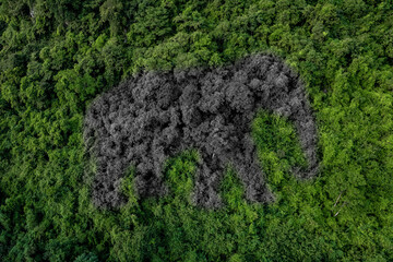 Aerial view of the dark silhouette of a dark green forest elephant. The rich natural ecosystem of the rainforest concept of natural forest conservation and reforestation