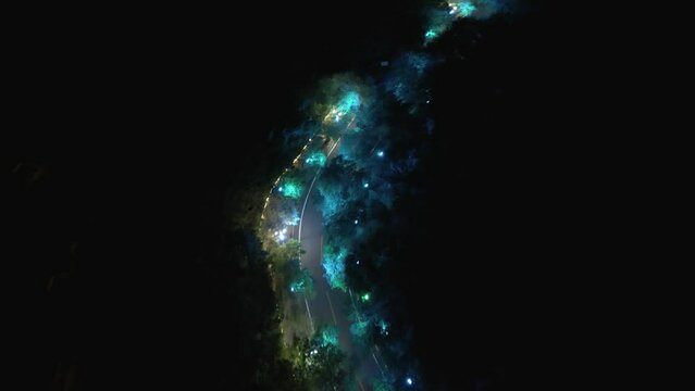 Aerial view following colour changing illuminated trees alongside dark road in Daegu city at night