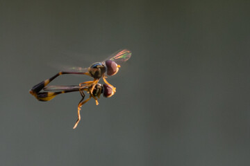 Baccha elongata is a fly in the genus Baccha